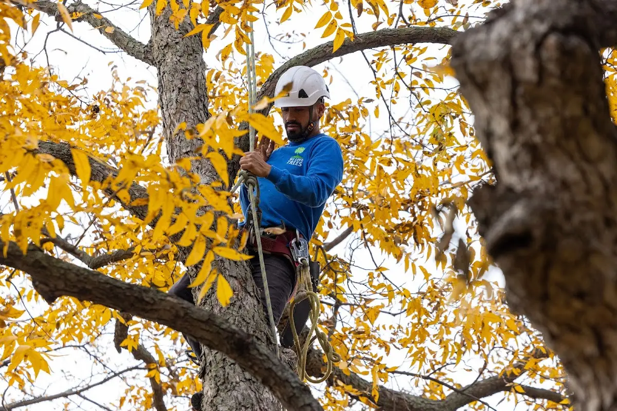 Skilled Tree Pruning crew working in Fulton